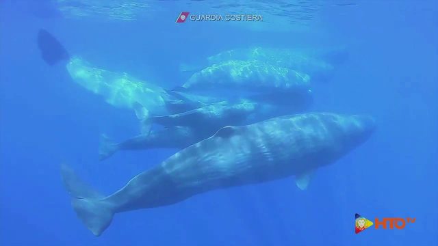 Guardia Costiera – Lipari (ME), Monitoraggio condizioni di salute di un branco di Capodogli