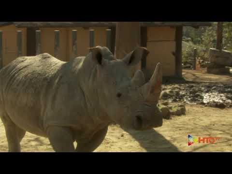 Il Bioparco di Roma ha accolto due Rinoceronti bianchi, Thomas e Kibo