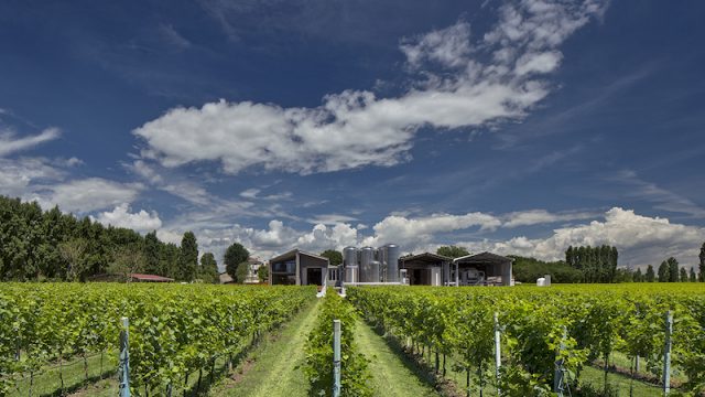 Cantina Pizzolato chiude il 2020 con il segno più e apre a nuovi mercati esteri