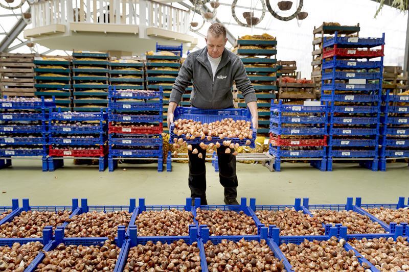 Keukenhof starts season 2021  ‘Planting 7 million flower bulbs as usual’