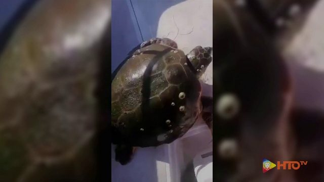 WWF Italia – Policoro (MT), Liberata tartaruga marina di 42 Kg salvata il 13 Dicembre