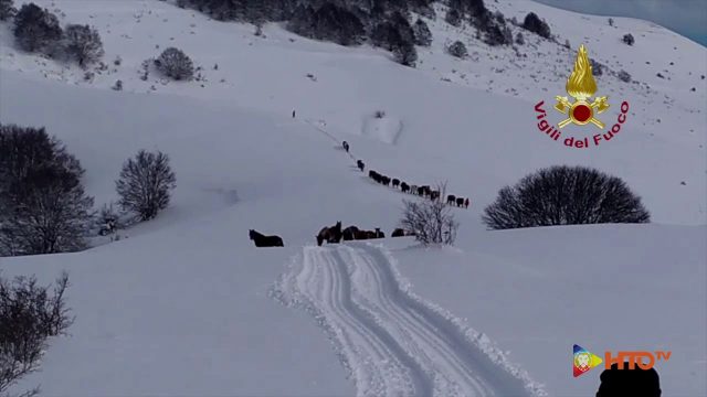Vigili del Fuoco – Castelluccio di Norcia (PG), Soccorsi una mandria di 51 cavalli bloccati dalla neve