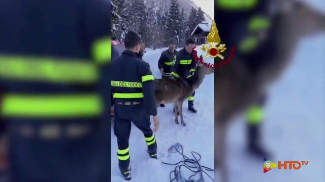 Vigili del Fuoco – Auronzo di Cadore (BL), Salvato un cervo finito nel lago ghiacciato