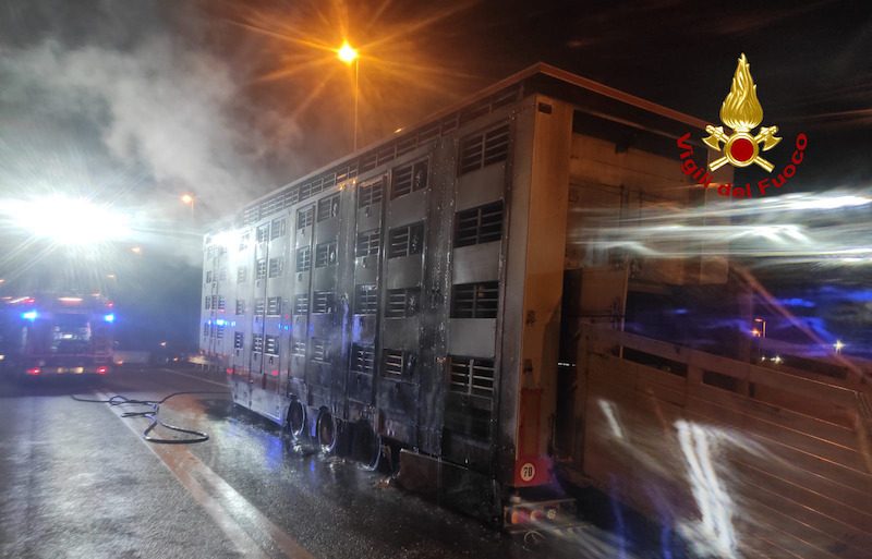 Vigili del Fuoco – Chioggia Loc. Sant’Anna (VE), Incendio di un autoarticolato che trasportava bovini, illesi gli animali