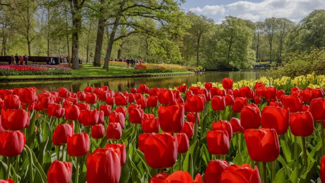 Keukenhof not permitted to open on 20 March
