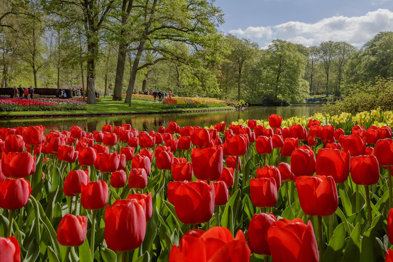 Keukenhof not permitted to open on 20 March