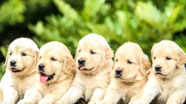 DOG FILM FESTIVAL – Aperte le iscrizioni per partecipare alla rassegna cine-letteraria sul mondo del Cane