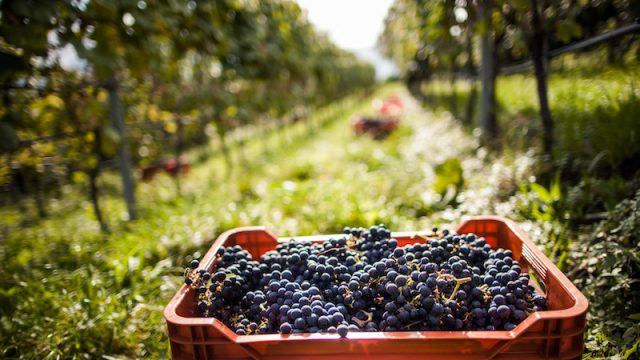 Il Consorzio Vini Alto Adige ha tracciato il bilancio della vendemmia 2020