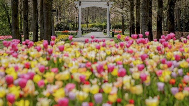 Keukenhof opens virtually: “We bring the tulips to your home!”