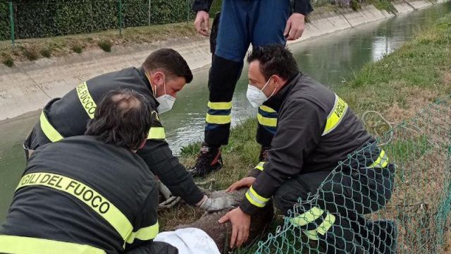 Vigili del Fuoco – Trevignano (TV), Salvato dai VVF di Montebelluna un piccolo Capriolo caduto dentro ad un canale di scolo