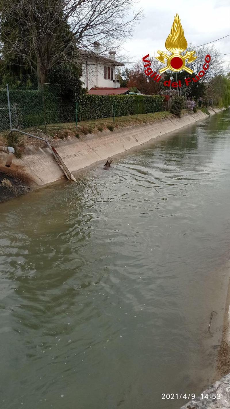 Vigili del Fuoco – Trevignano (TV), Salvato dai VVF di Montebelluna un piccolo Capriolo caduto dentro ad un canale di scolo