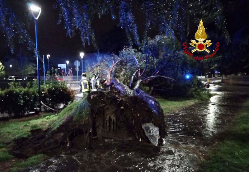 Vigili del Fuoco – Abano Terme (PD), Maltempo accompagnato da violente raffiche di vento fanno cadere un Pino Marittimo