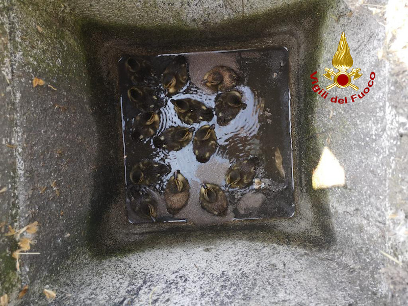 Vigili del Fuoco – Bovolenta (PD), Salvati 14 anatroccoli caduti in un pozzetto di raccolta delle acque piovane