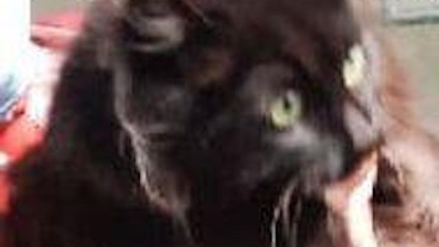 Vigili del Fuoco – Meduna di Livenza (TV), Avventura a lieto fine per un gatto arrampicatosi su un albero, alto 10 metri, in Via Verdi