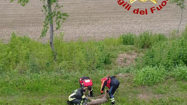 Vigili del Fuoco – Montebelluna (TV), Soccorso un capriolo ferito ad una zampa caduto nel Brentella all’altezza della Presa 10 del Montello