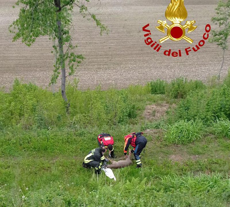 Vigili del Fuoco – Montebelluna (TV), Soccorso un capriolo ferito ad una zampa caduto nel Brentella all’altezza della Presa 10 del Montello