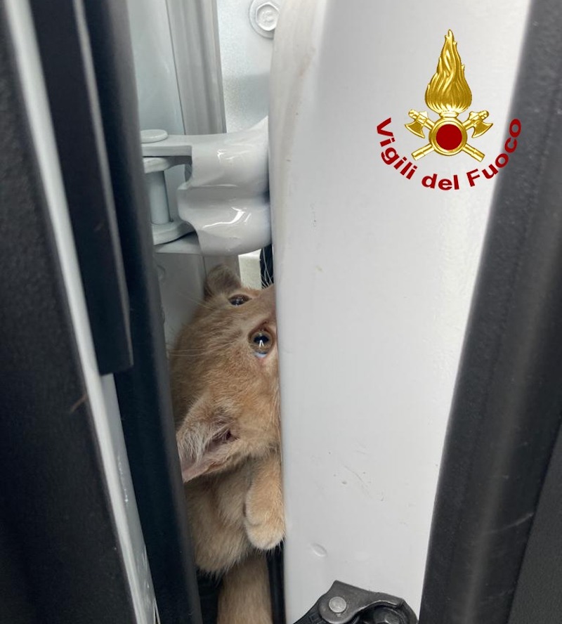 Vigile del Fuoco – Torri di Quartesolo (VI), Disavventura a lieto fine per un gattino intrappolato tra passaruota e portiera di un auto