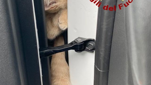 Vigile del Fuoco – Torri di Quartesolo (VI), Disavventura a lieto fine per un gattino intrappolato tra passaruota e portiera di un auto