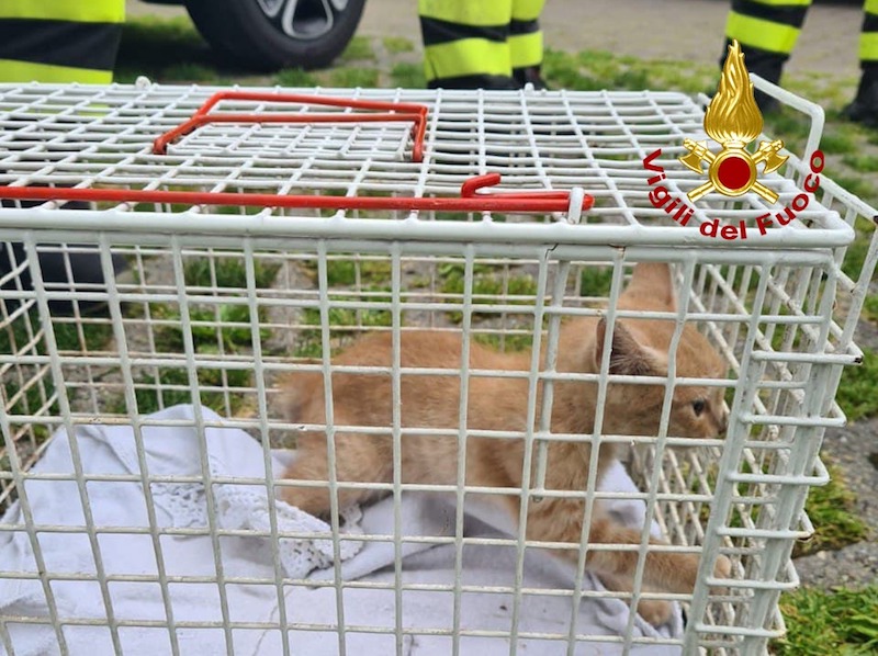 Vigile del Fuoco – Torri di Quartesolo (VI), Disavventura a lieto fine per un gattino intrappolato tra passaruota e portiera di un auto