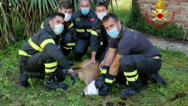 Vigili del Fuoco – Venezia Loc. Isola degli Armeni, Salvato un Capriolo finito accidentalmente dentro alle acque della laguna