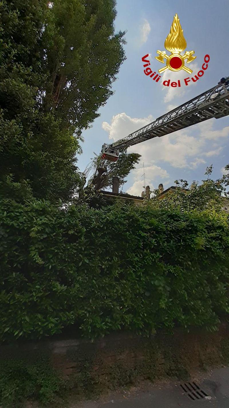 Vigili del Fuoco – Treviso, Rimozione di un Pioppo di 18 metri di altezza pericolante