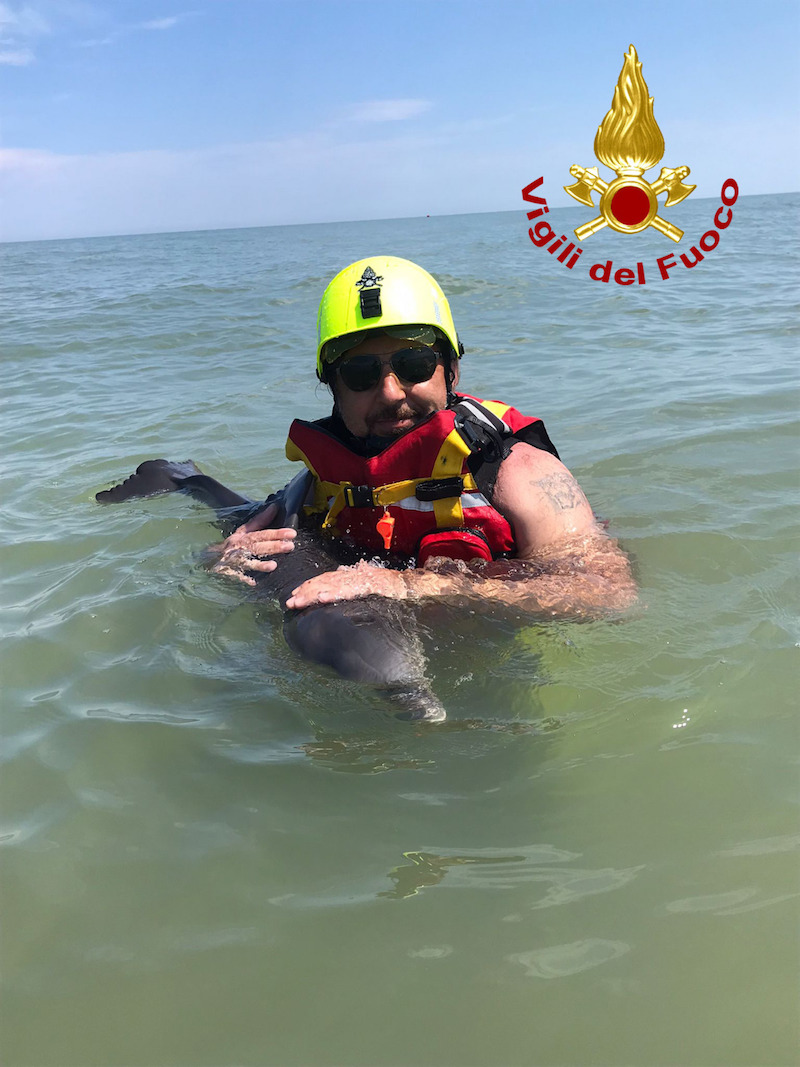 Vigili del Fuoco – Rosolina Mare (RO), Deceduto nonostante i soccorsi il cucciolo di delfino spiaggiatosi stamattina nel pressi dei bagni “Al Granso”