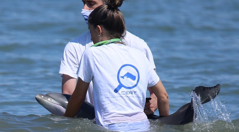 Vigili del Fuoco – Rosolina Mare (RO), Deceduto nonostante i soccorsi il cucciolo di delfino spiaggiatosi stamattina nel pressi dei bagni “Al Granso”