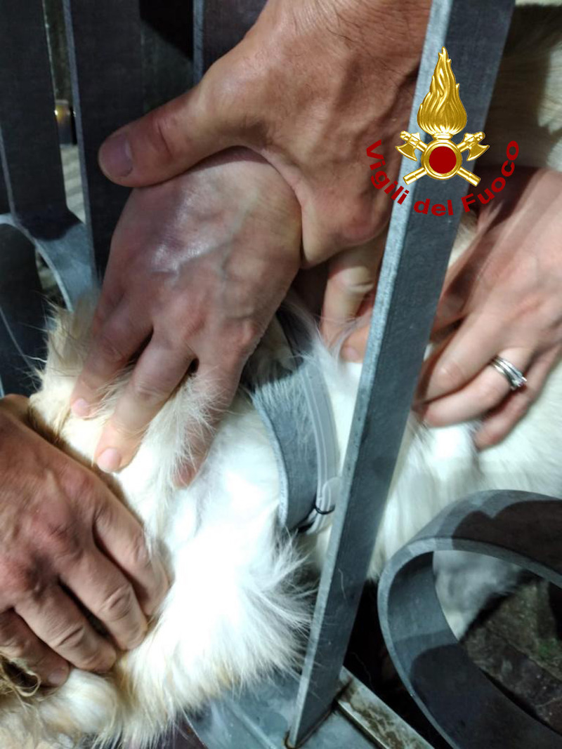 Vigili del Fuoco – Tombolo (PD), Disavventura a lieto fine per un Labrador Maremmano rimasto incastrato con la testa in una cancellata