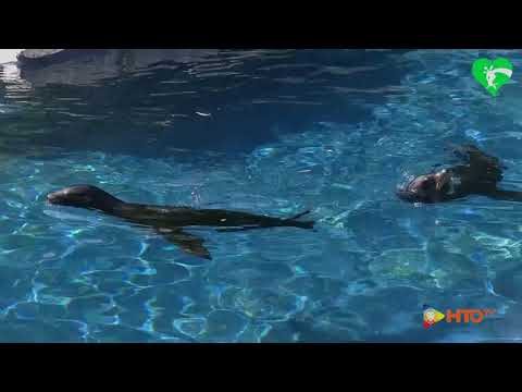 Bioparco di Roma – Aperta la nuova area dedicata a Samantha e Boomeralle due vivaci otarie della California