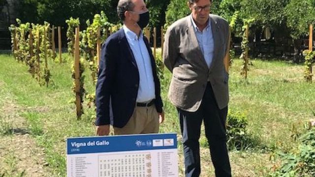 La Sicilia del vino rende omaggio a Diego Planeta: la “Vigna del Gallo” porterà il suo nome