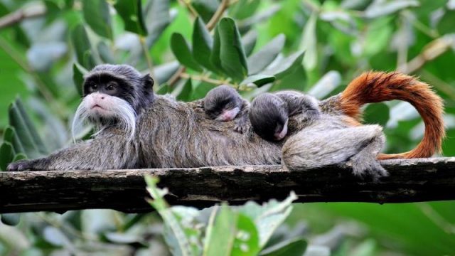 Al Bioparco di Roma sono nati due Tamarindi Imperatore, tra le scimmie più piccole e particolari al mondo