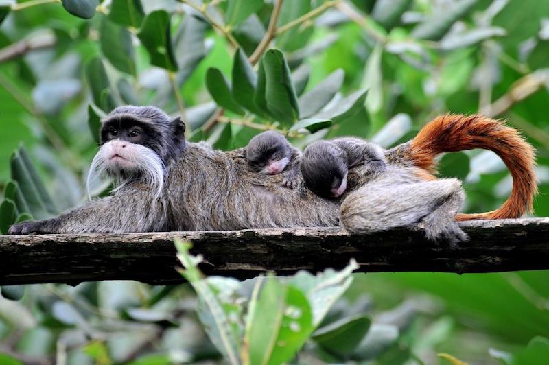 Al Bioparco di Roma sono nati due Tamarindi Imperatore, tra le scimmie più piccole e particolari al mondo