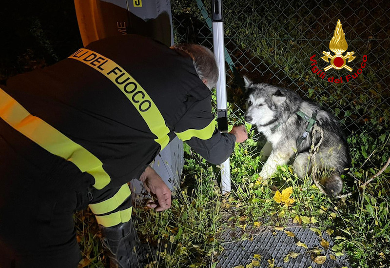 Vigili del Fuoco – Schio (VI), Salvato un cucciolo di Huski finito dentro un canale di scolo