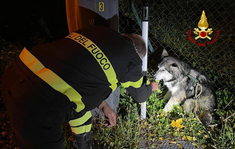 Vigili del Fuoco – Schio (VI), Salvato un cucciolo di Huski finito dentro un canale di scolo