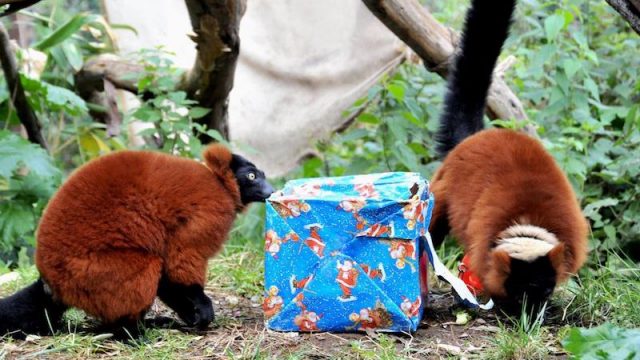 Al Bioparco di Roma ingresso a 8 Euro per tutti, adulti e bambini, fino a venerdì 24 dicembre 2021