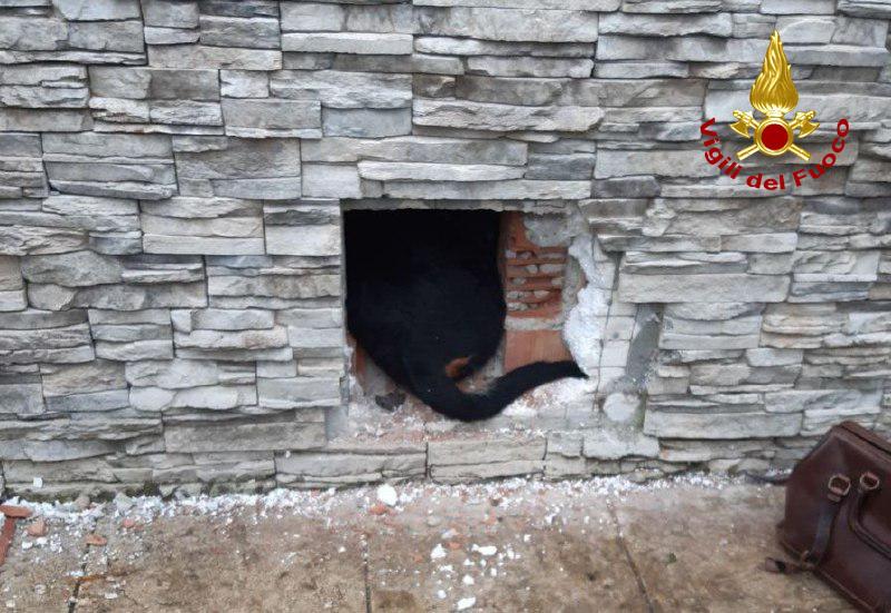 Roncade (TV) – Soccorso un Rottweiler rimasto incastrato in un foro di un muro