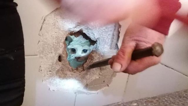 Paderno del Grappa (TV) –  Soccorso un gattino bloccato all’interno di una canna fumaria