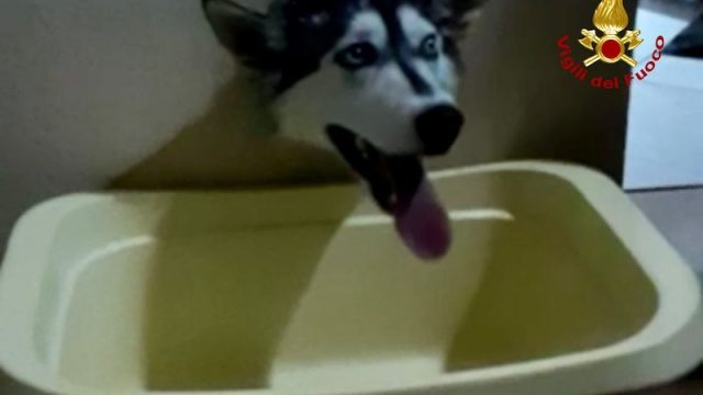 Albignasego (PD) – Salvata Maya, una Husky di 6 mesi rimasta bloccata con la testa nel foro di aereazione di un muro