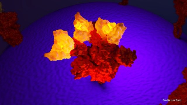 Vaccini anti-Covid: Bambino Gesù, per gli immunodepressi “serve strategia personalizzata” 