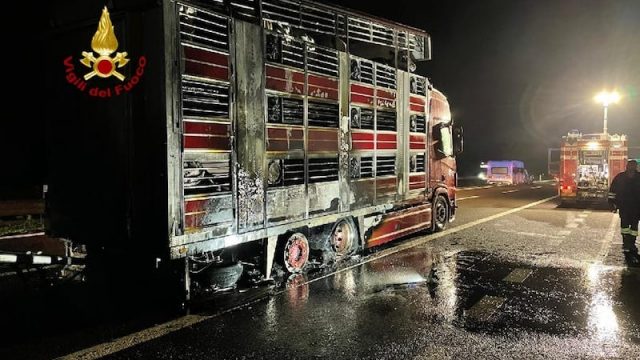 Nogarole Rocca (VR) – Camion che trasportava bestiame si incendia sulla A22: Morti 13 bovini
