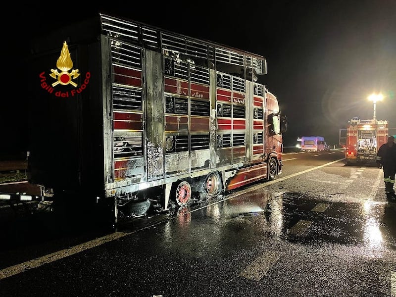 Nogarole Rocca (VR) – Camion che trasportava bestiame si incendia sulla A22: Morti 13 bovini