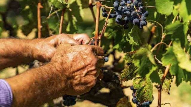 Consorzio di tutela vini DOC Sicilia – Al via la vendemmia 2022, la più lunga d’Italia
