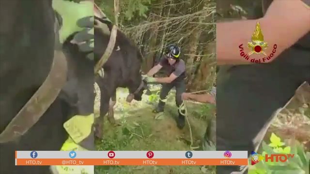 Melette di Gallio Loc. Malga Longara (VI) – Salvata una mucca caduta in una trincea della Grande Guerra