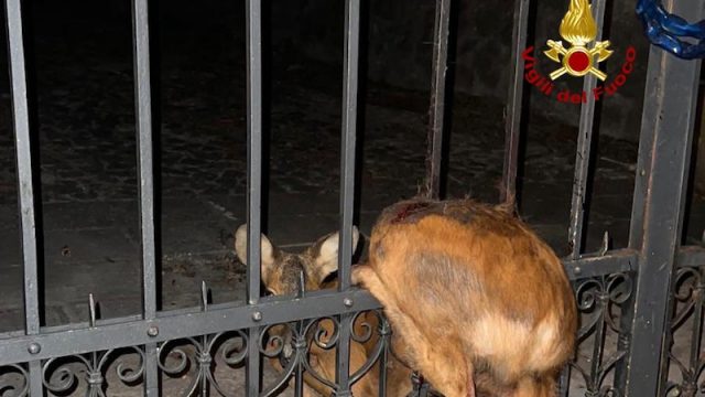 Teolo (PD) – Liberarato un capriolo rimasto incastrato nelle sbarre di una antica villa