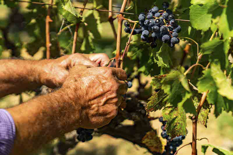 Consorzio di tutela vini doc Sicilia: Andamento della vendemmia più lunga d’Italia