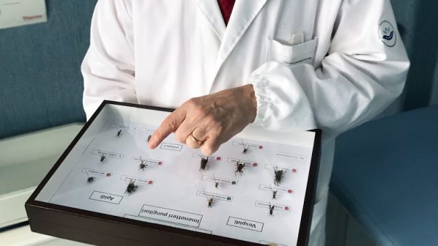 OPBG Ospedale Pediatrico Bambino Gesù – Punture di vespa: Il vaccino contro lo shock anafilattico