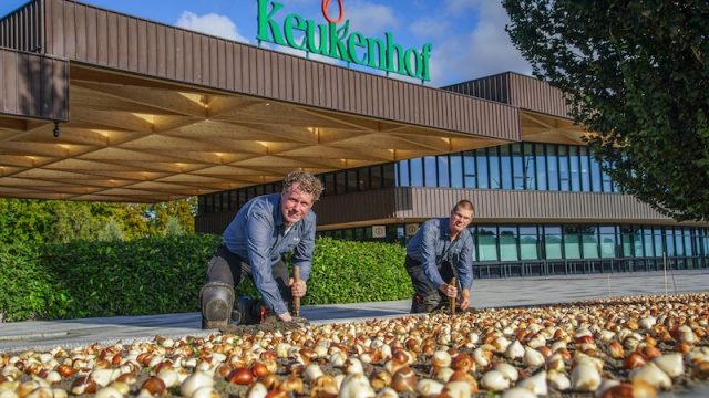 Keukenhof gardeners plant first flower bulbs of the season