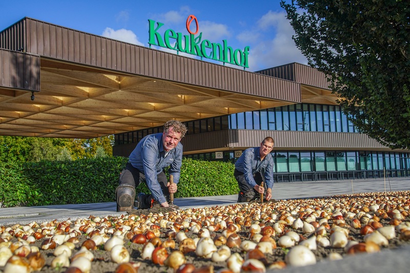 Keukenhof gardeners plant first flower bulbs of the season