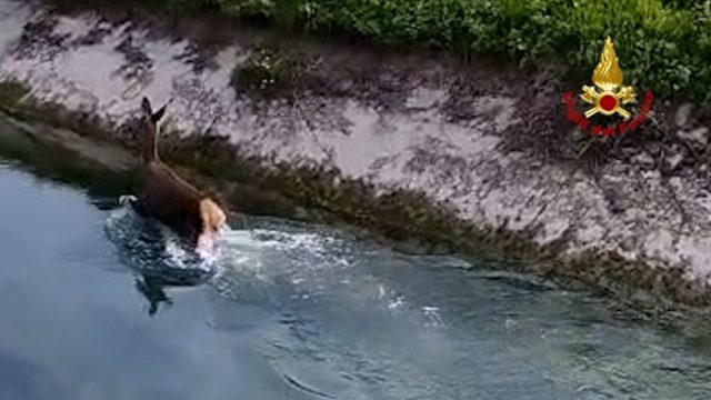 Volpago del Montello (TV) – Salvato un cervo caduto nel Canale della Vittoria