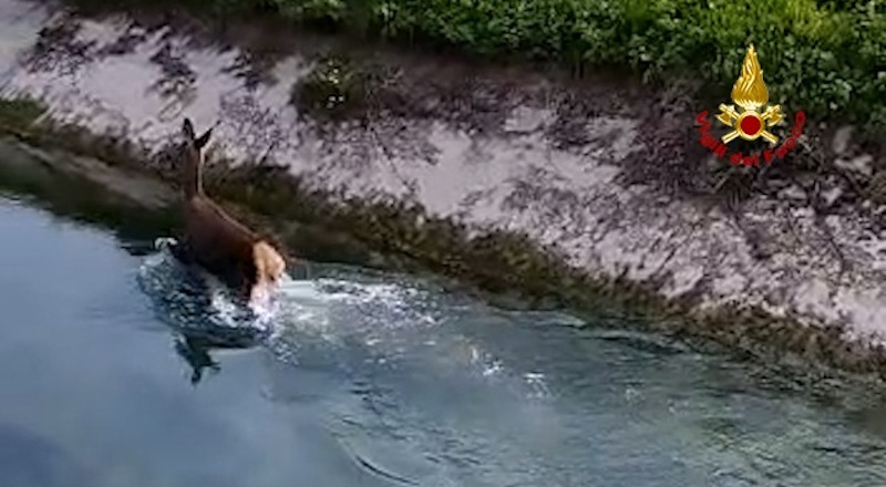 Volpago del Montello (TV) – Salvato un cervo caduto nel Canale della Vittoria